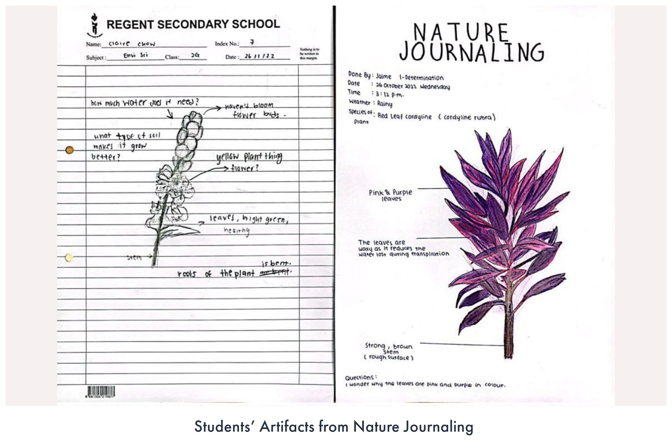 Two student nature journal pages showing hand-drawn and labeled plants, one a flower sketch and one a colorful cordyline.