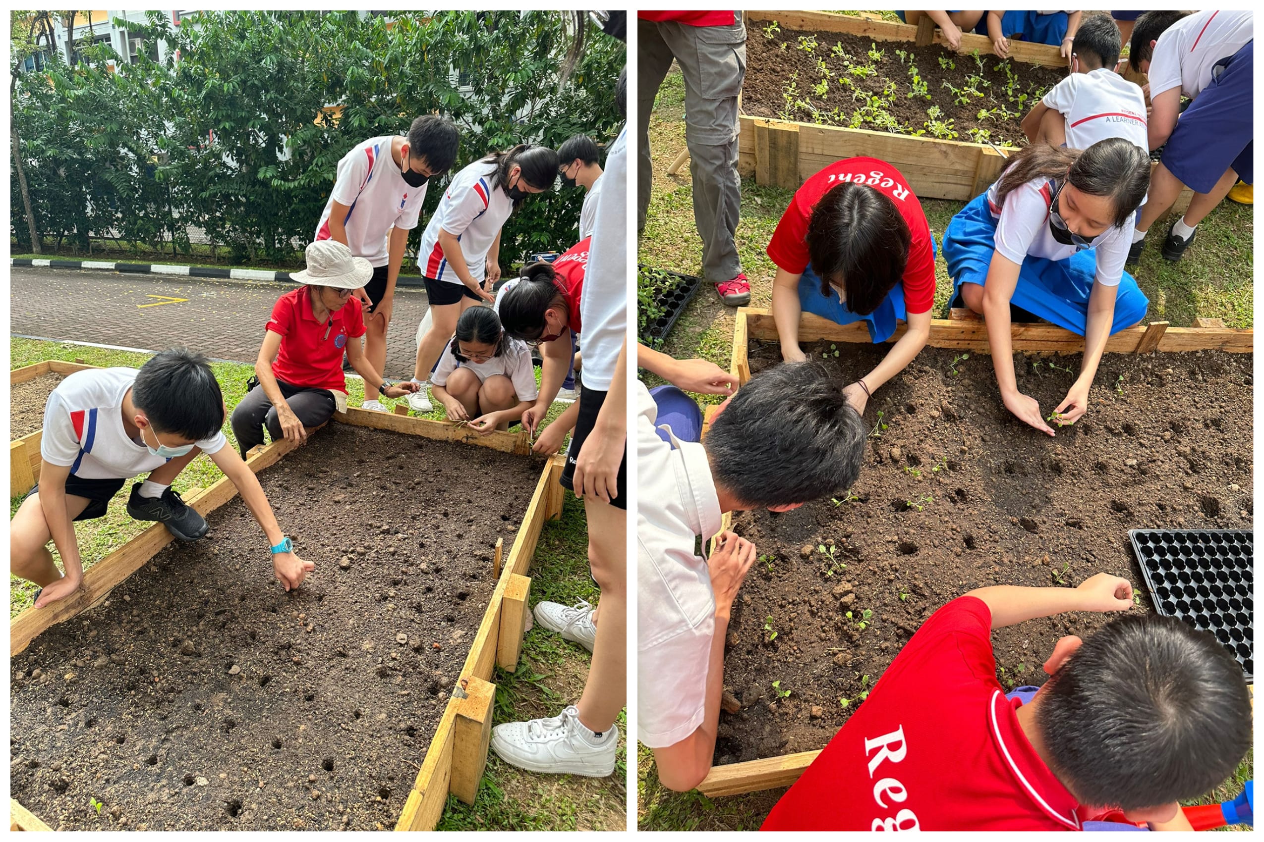 Students kneel at raised garden beds, planting seedlings in soil while a teacher supervises outdoors.