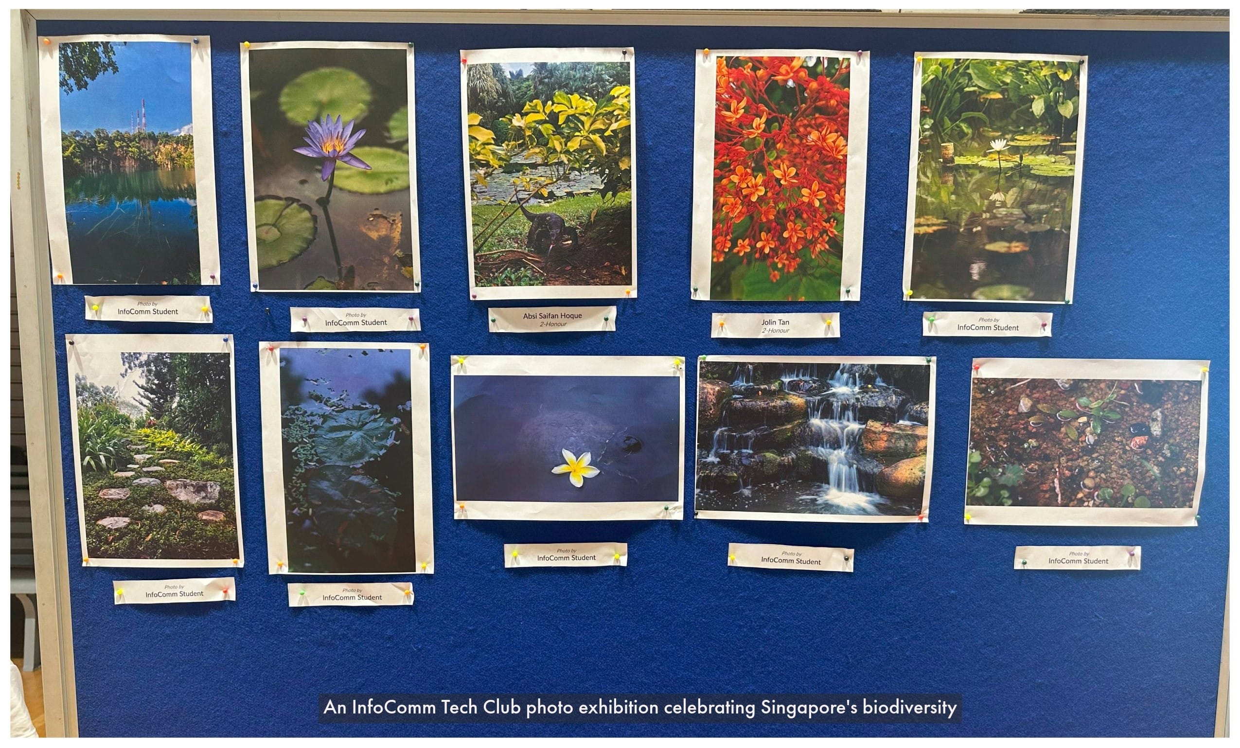 Ten nature photos pinned on a blue board, showing flowers, ponds, and waterfalls, labeled as an InfoComm Tech Club exhibition.