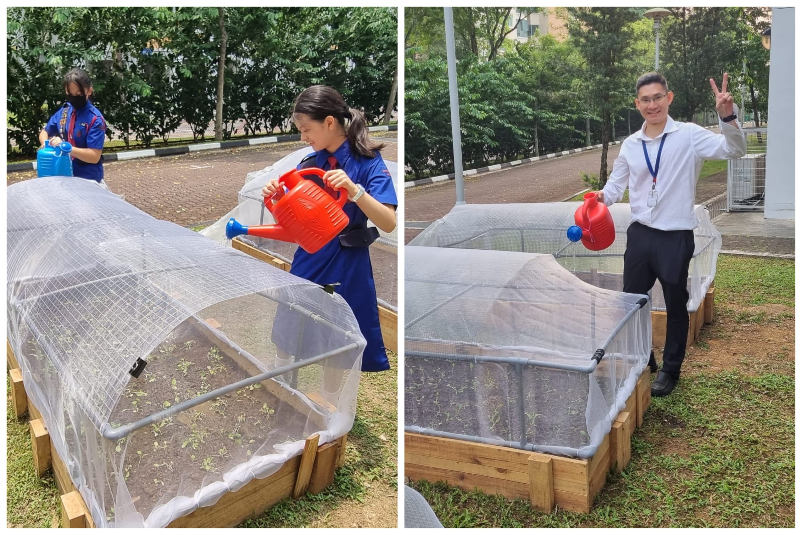 Two students in blue uniforms and a man in white shirt water netted raised garden beds outdoors using red and blue watering cans.