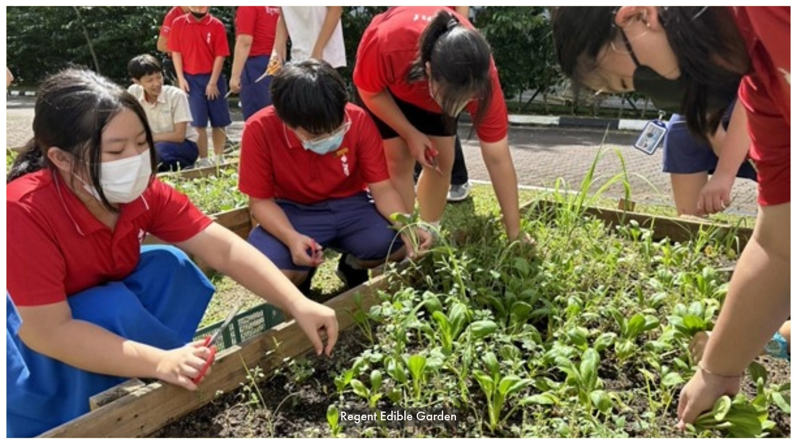 Students in red uniforms and face masks tend to raised garden beds filled with green plants outdoors.