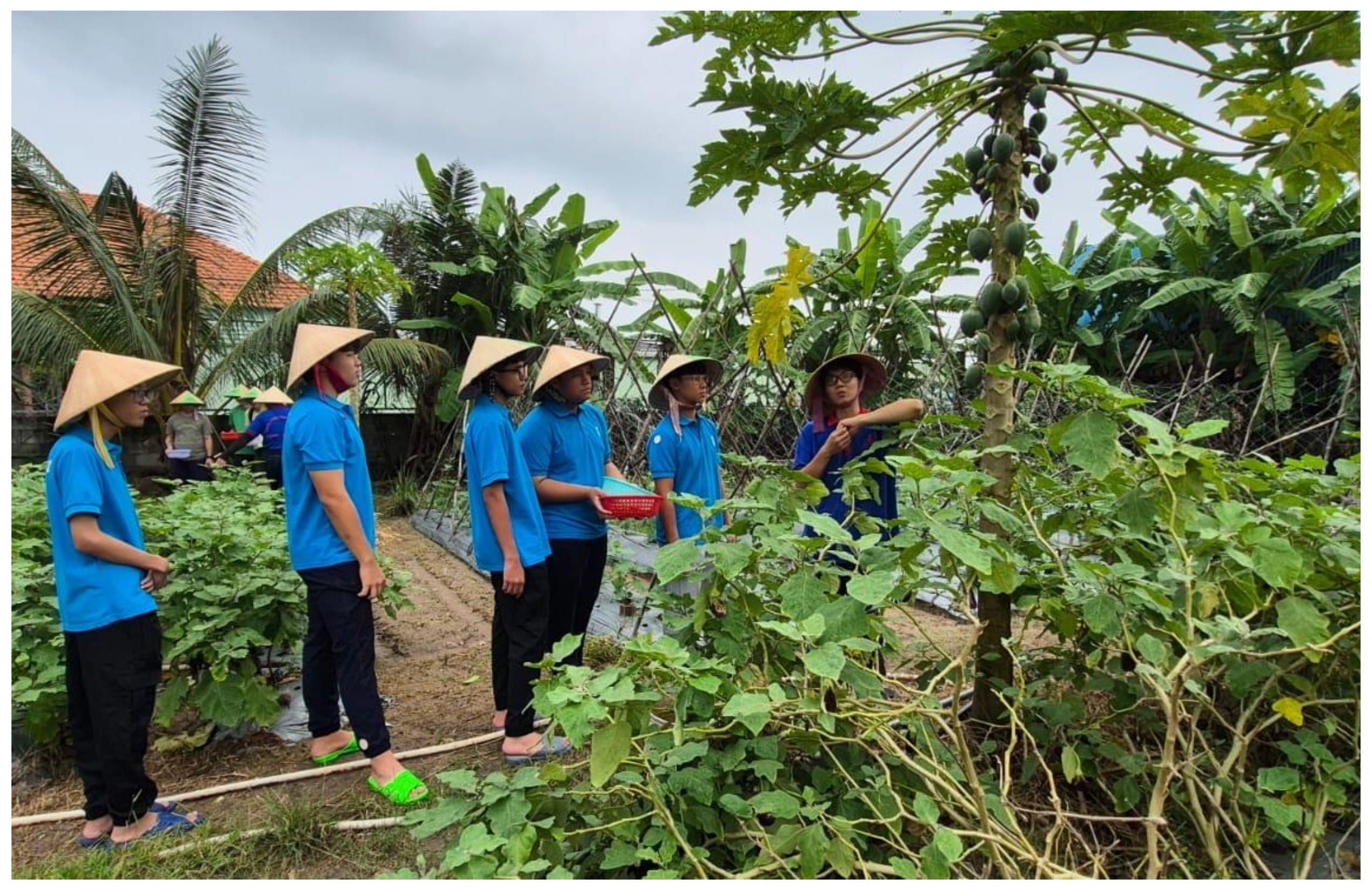 Several children in blue shirts and conical hats stand in a garden, listening to a guide point at a papaya tree.