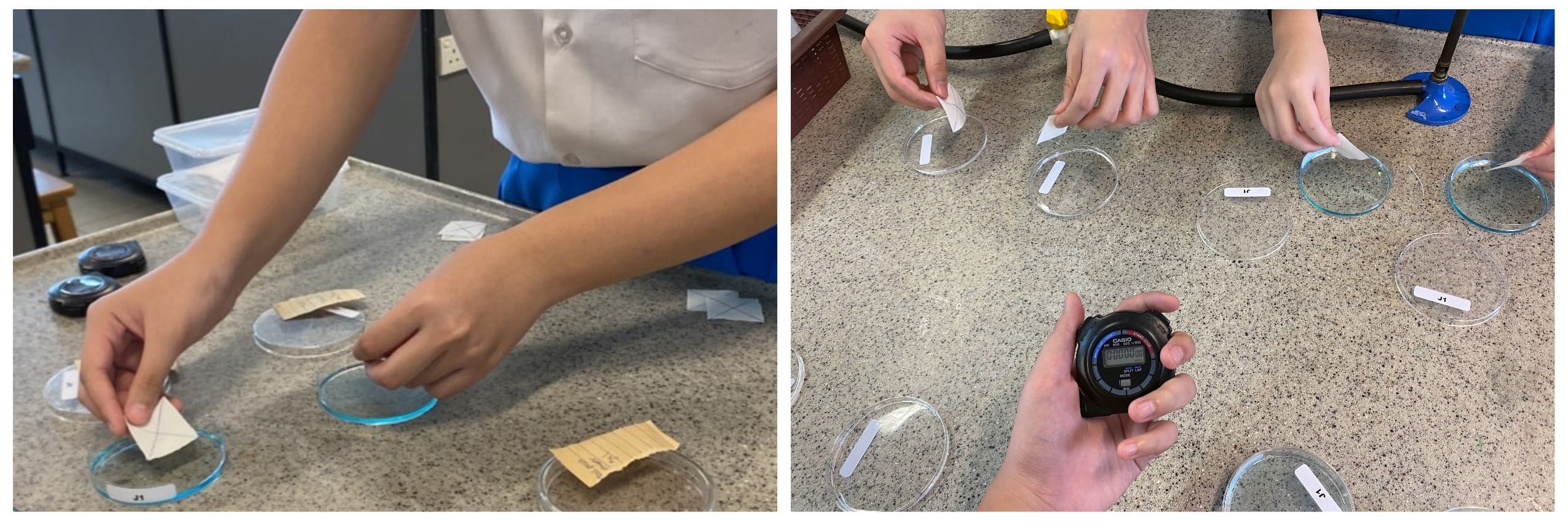 Students place paper pieces into labeled petri dishes on a lab table while someone holds a Casio stopwatch.