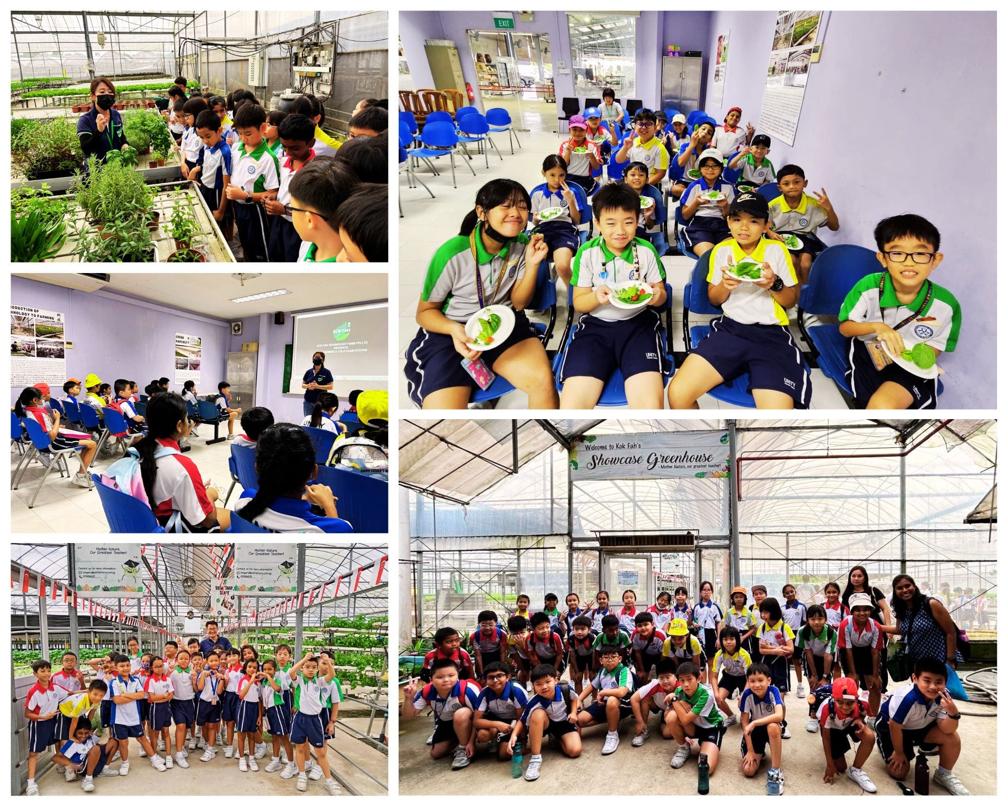 Students in uniforms visit Kok Fah's Showcase Greenhouse, attending a talk, holding salads, and posing for group photos.
