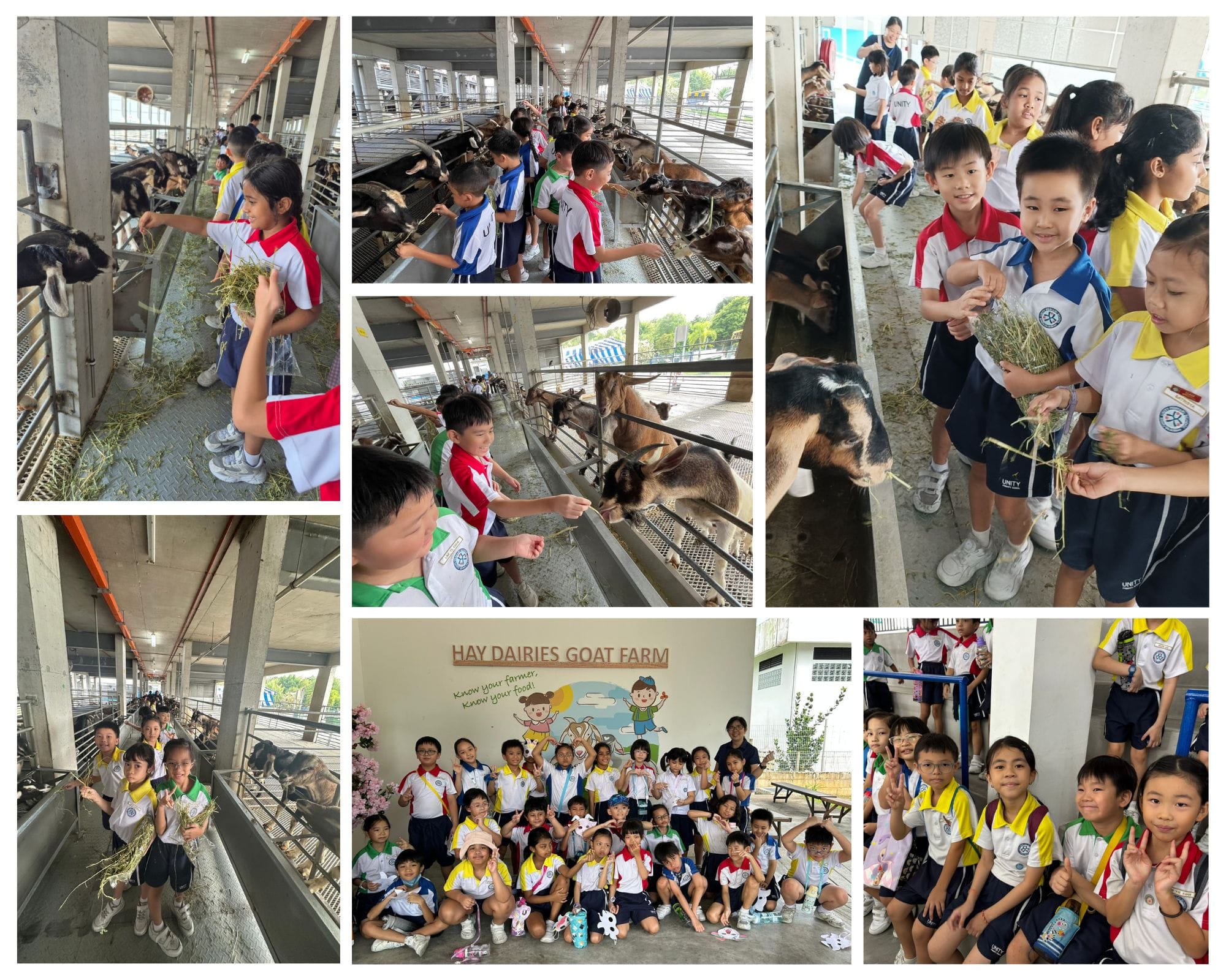 Young students in school uniforms feed goats with hay at Hay Dairies Goat Farm during a field trip.