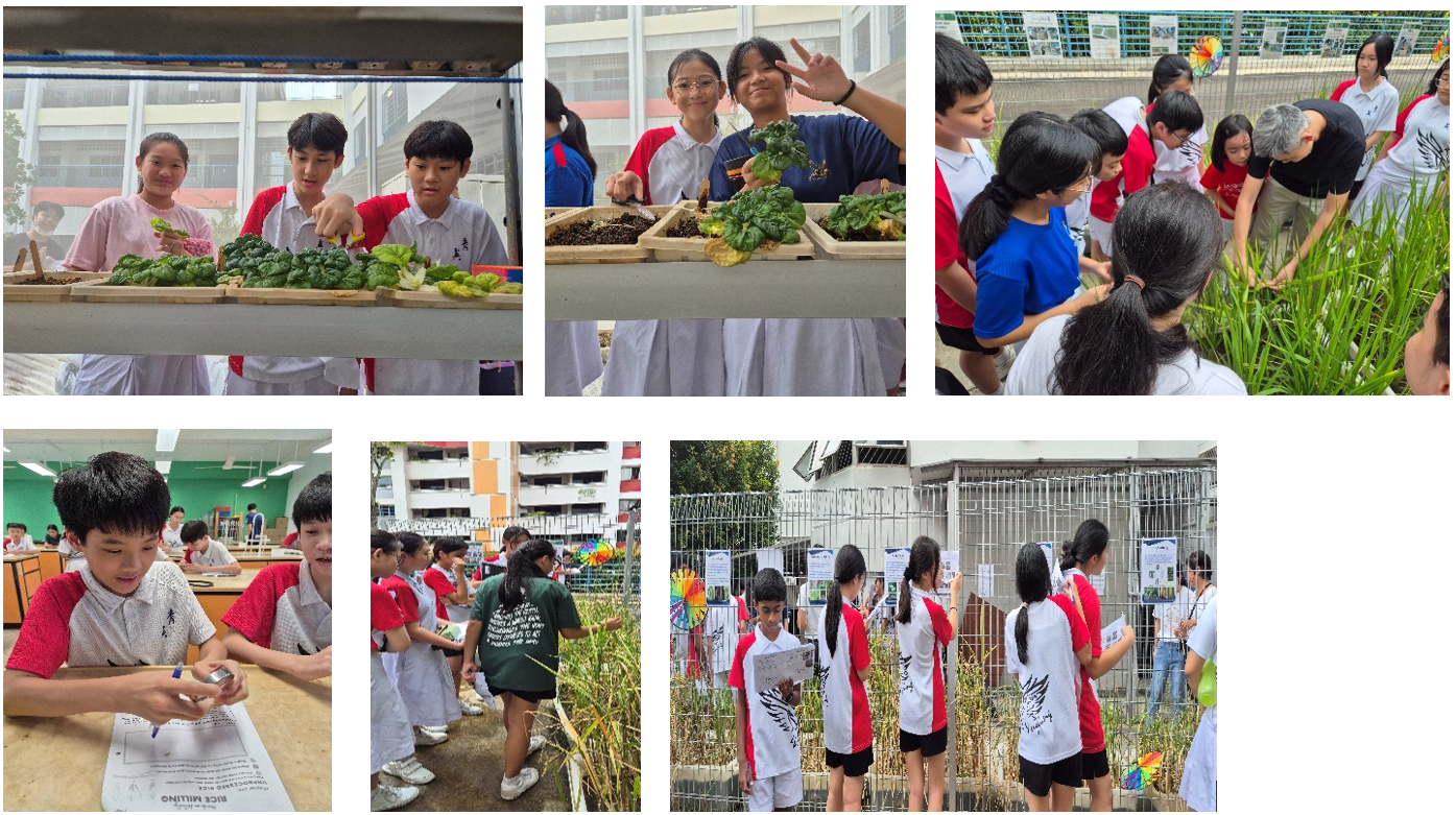 Six photos of school students doing outdoor gardening activities, handling plants, writing worksheets, and viewing displays.