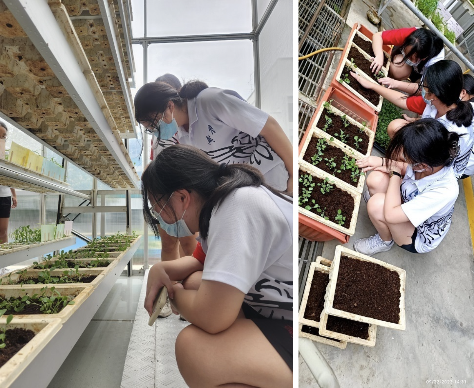 Masked students in uniform inspect seedlings on greenhouse shelves and plant in soil trays outdoors.