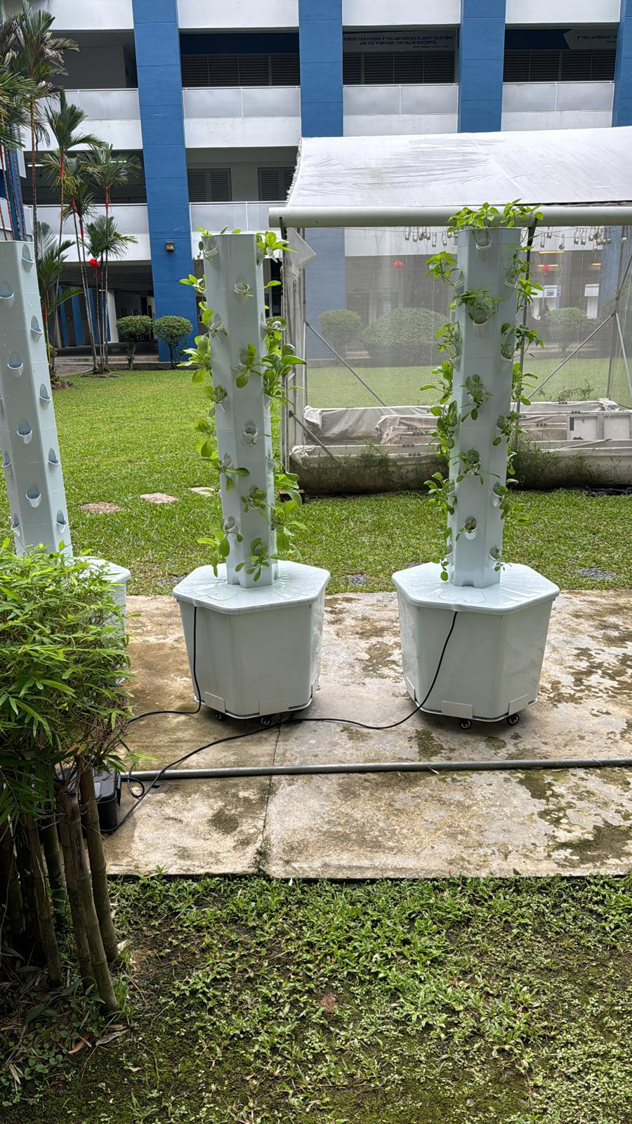 Two white vertical hydroponic tower planters with green leafy plants outdoors near a building and greenhouse structure.