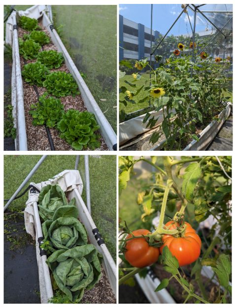 Four garden photos show lettuce rows, sunflowers near a building, harvested cabbage heads, and ripe red tomatoes on a vine.