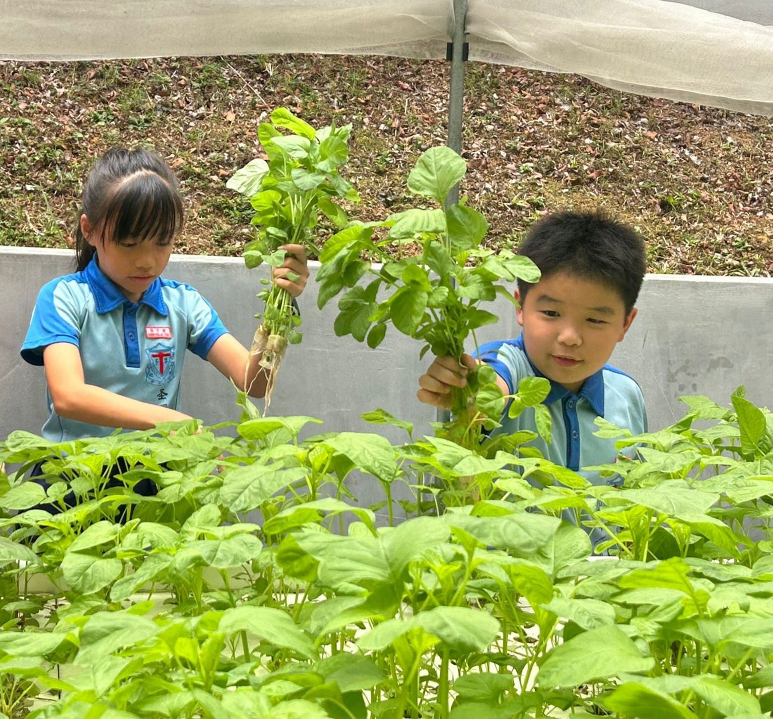 Through hands-on hydroponics and farming activities, students deepen their understanding of plant systems and Singapore's journey towards a sustainable future.