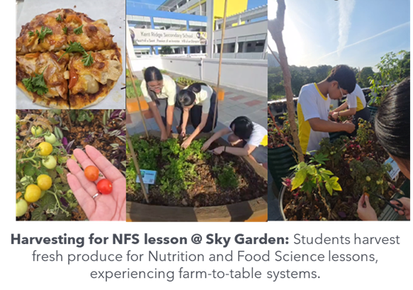 Students harvesting produce at Sky Garden