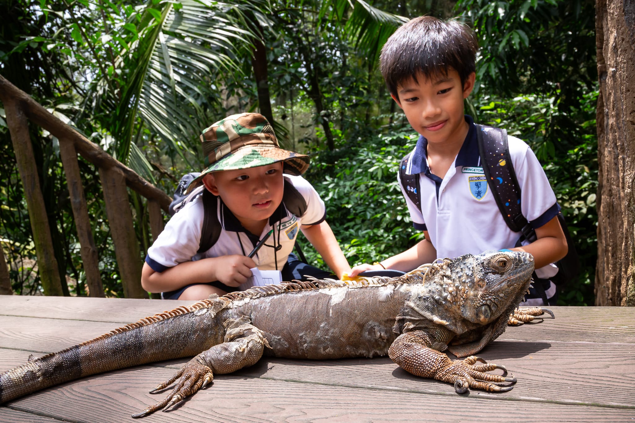 Two young boys in school uniforms observe a large iguana resting on a wooden surface outdoors.