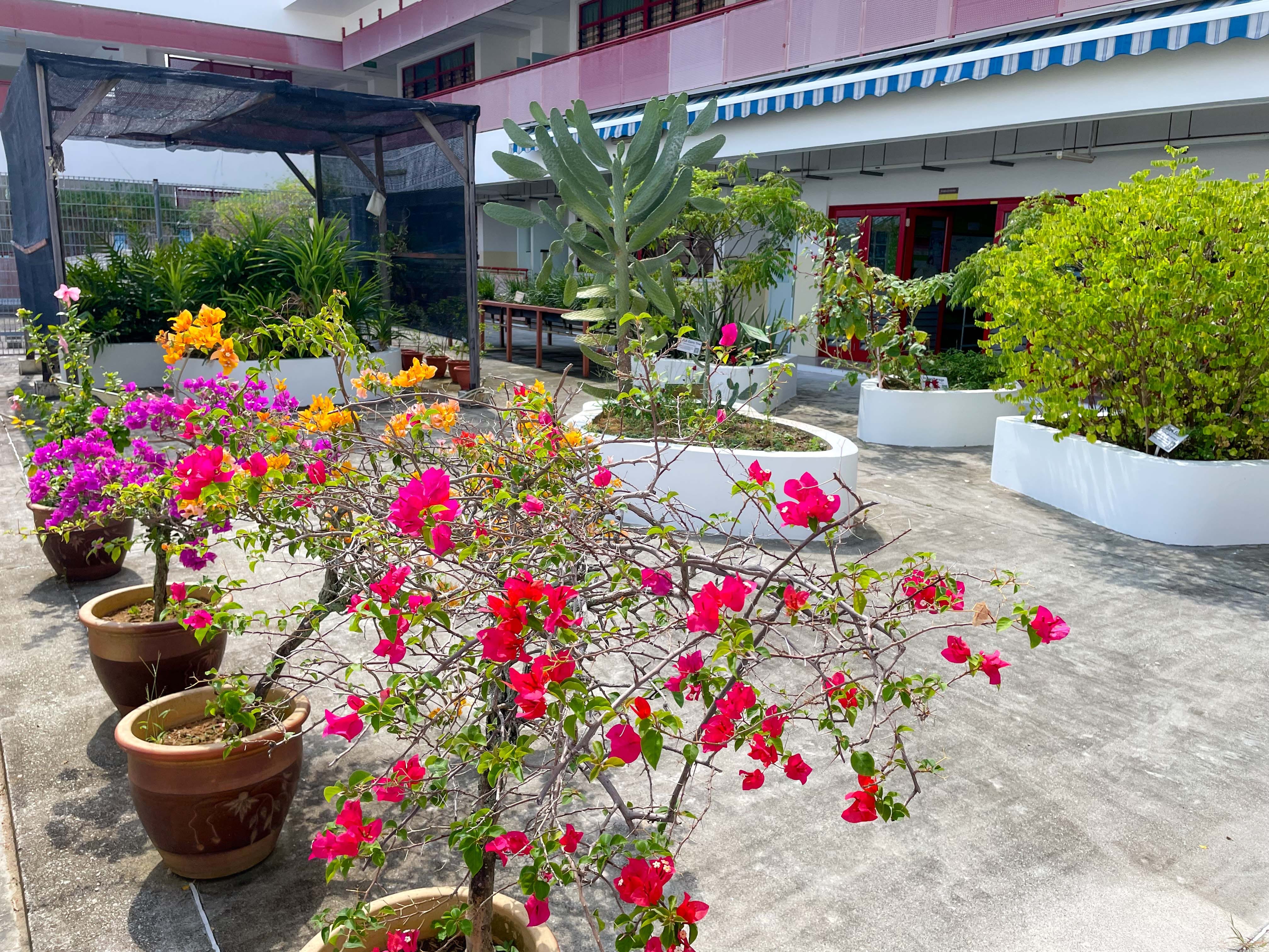 Outdoor courtyard with potted bougainvillea in pink, red, and orange beside white raised garden beds and a pink building.
