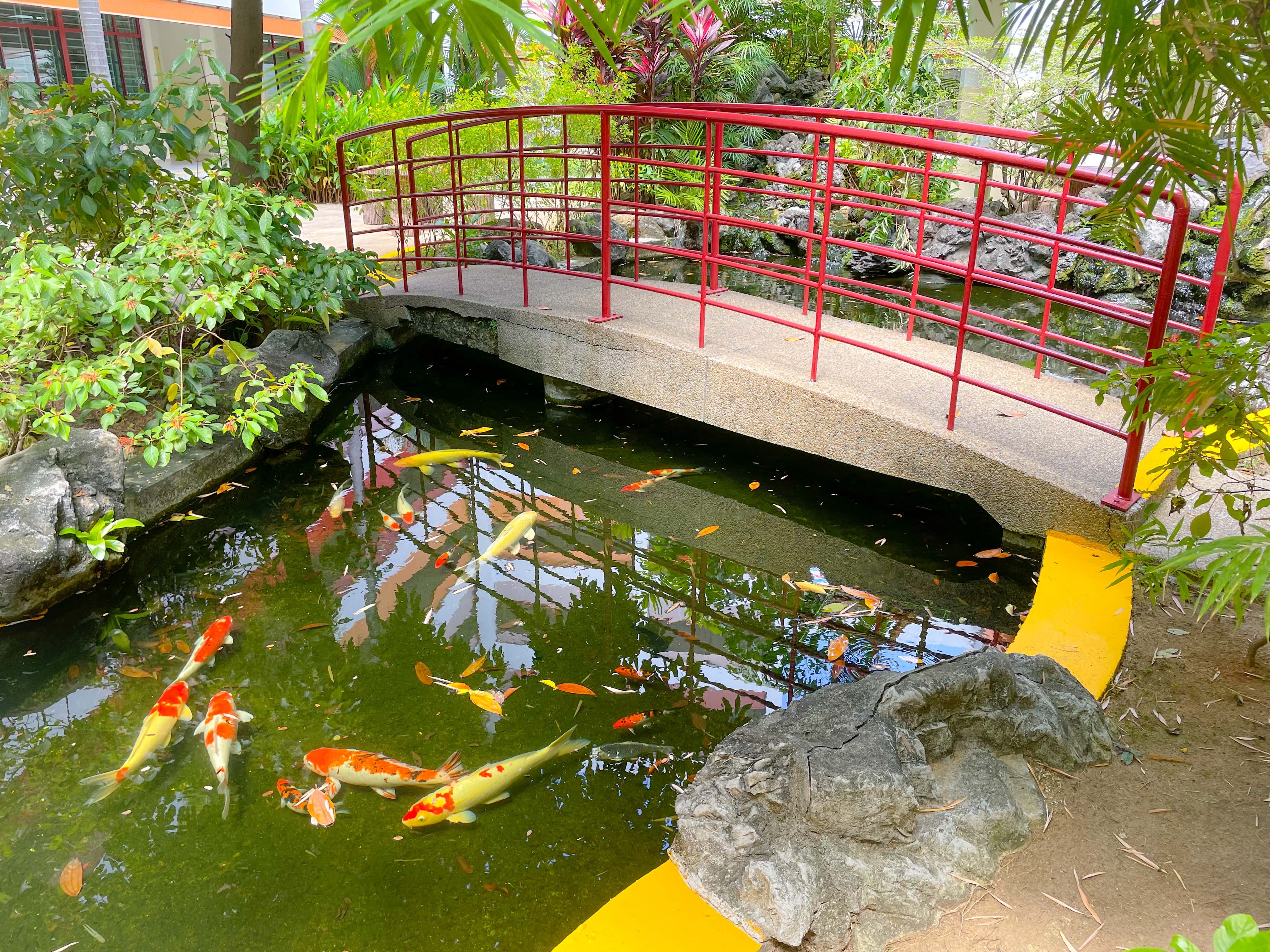 A red arched bridge spans a koi pond with orange and white fish, surrounded by lush green tropical plants and rocks.
