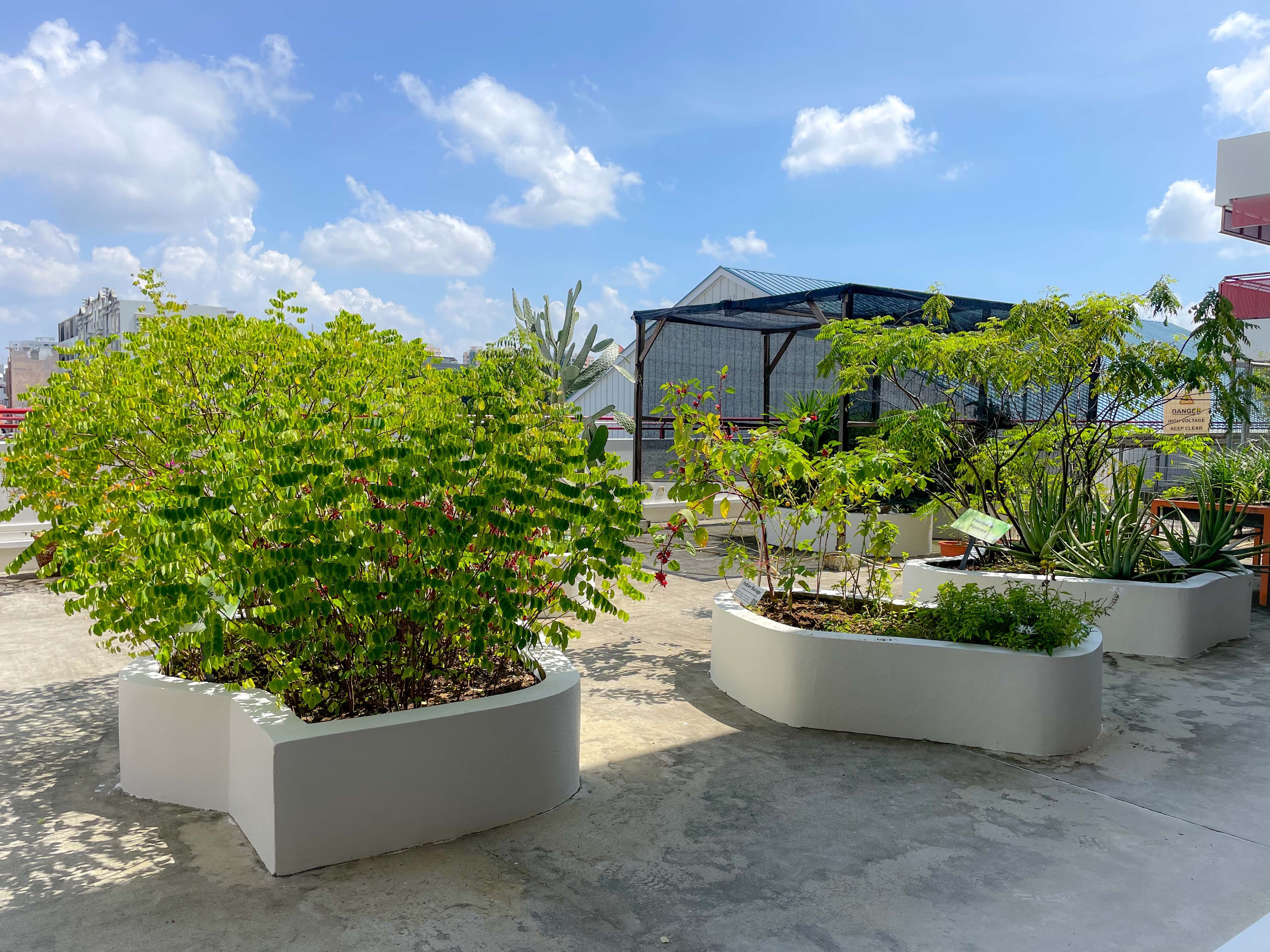Rooftop garden with large white concrete planters holding green shrubs and aloe vera, a greenhouse structure behind.