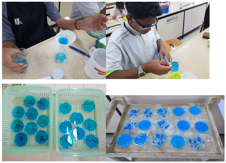 Students in a lab work with blue liquid, filling petri dishes arranged in trays during a science experiment.