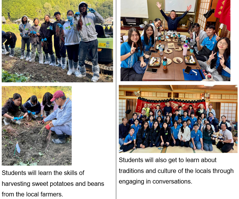 A group of students went to Nara asuka mura village to learn to harvest sweet potato and beans from local farmers