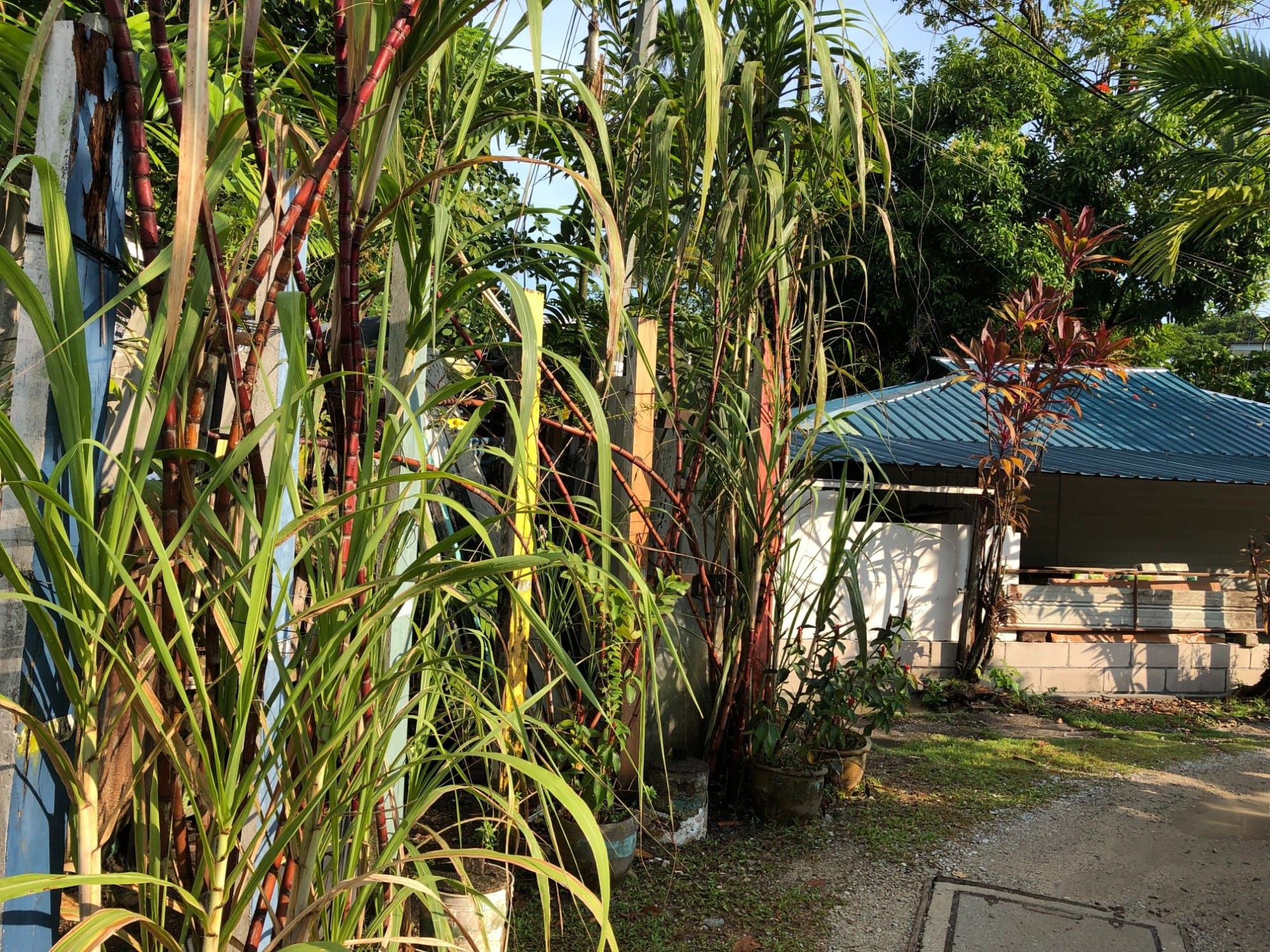Tall sugarcane stalks with green leaves line a path beside a white building with a blue metal roof.