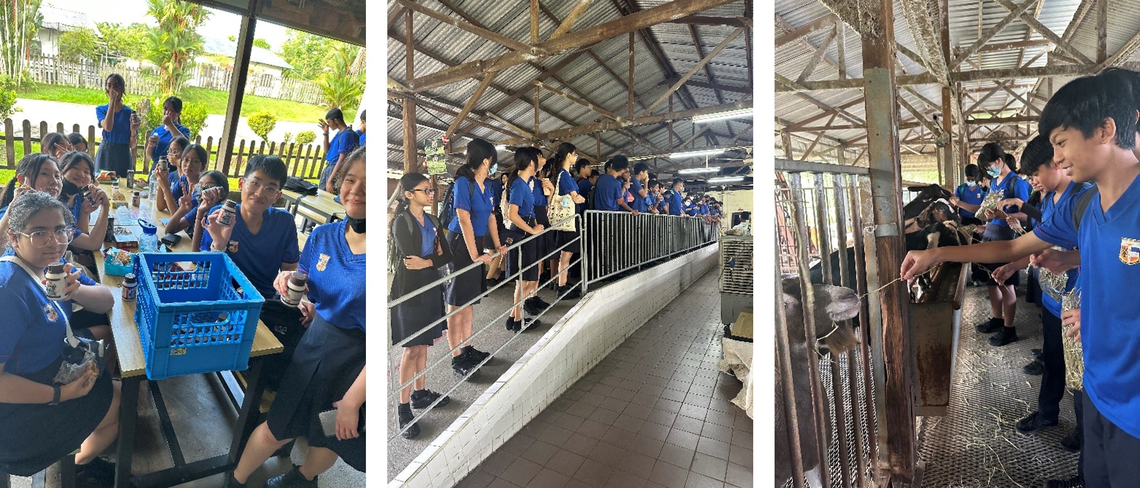 Students in blue uniforms visit a farm, standing by animal pens and feeding goats inside a covered barn.