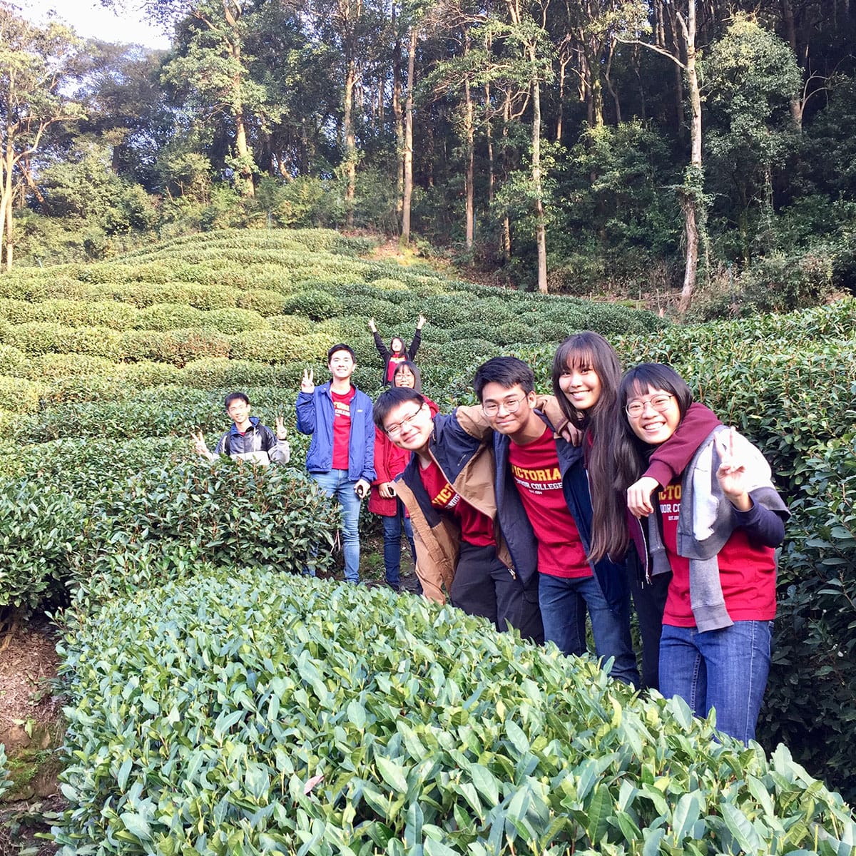 A group of smiling young people in red shirts pose among lush green tea plant rows with tall trees behind them.