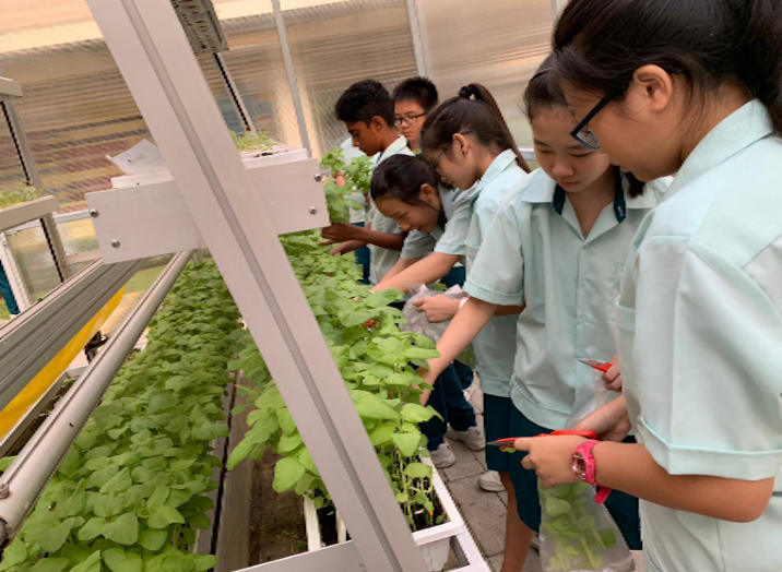 Sec 1 research work in Mendel's Garden