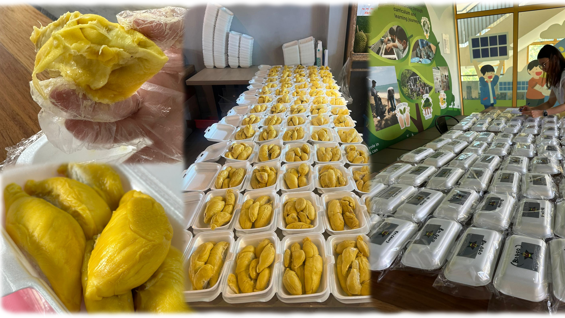Durian fruit being prepared and packed into many white plastic containers arranged in rows on a long table.