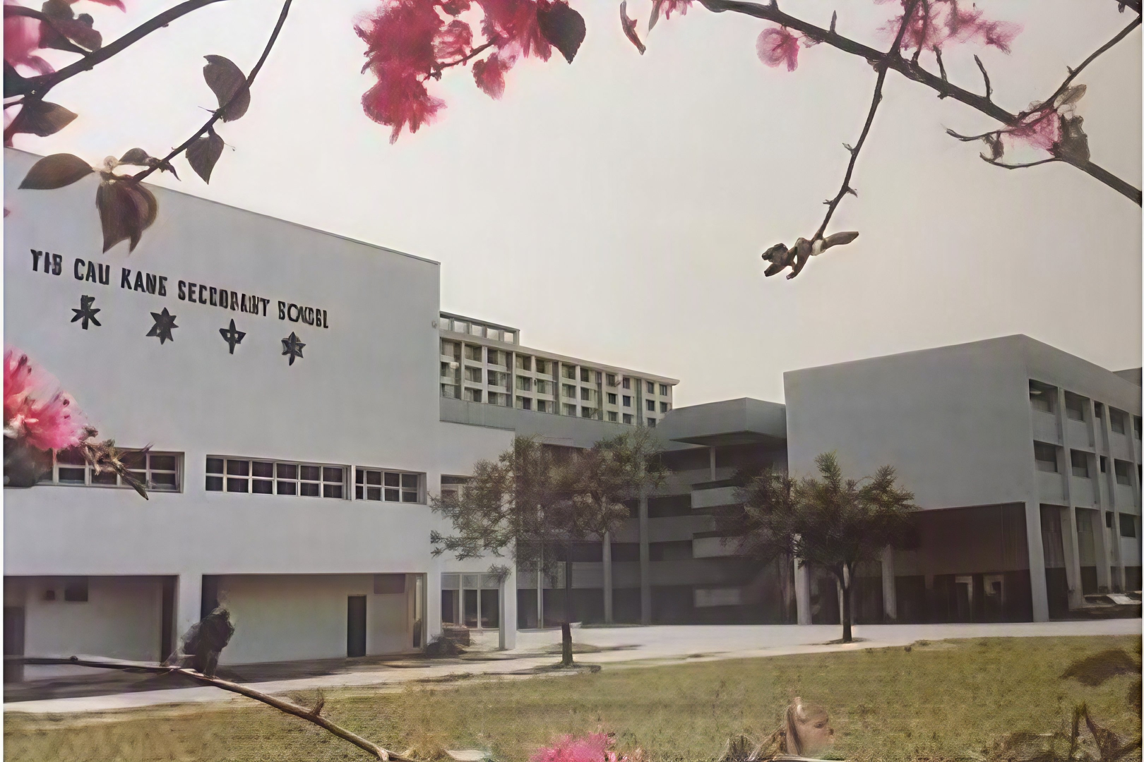 A vintage photograph showing the exterior view of Yio Chu Kang Secondary School's white buildings and open courtyard, framed by pink bougainvillea blossoms in the foreground.