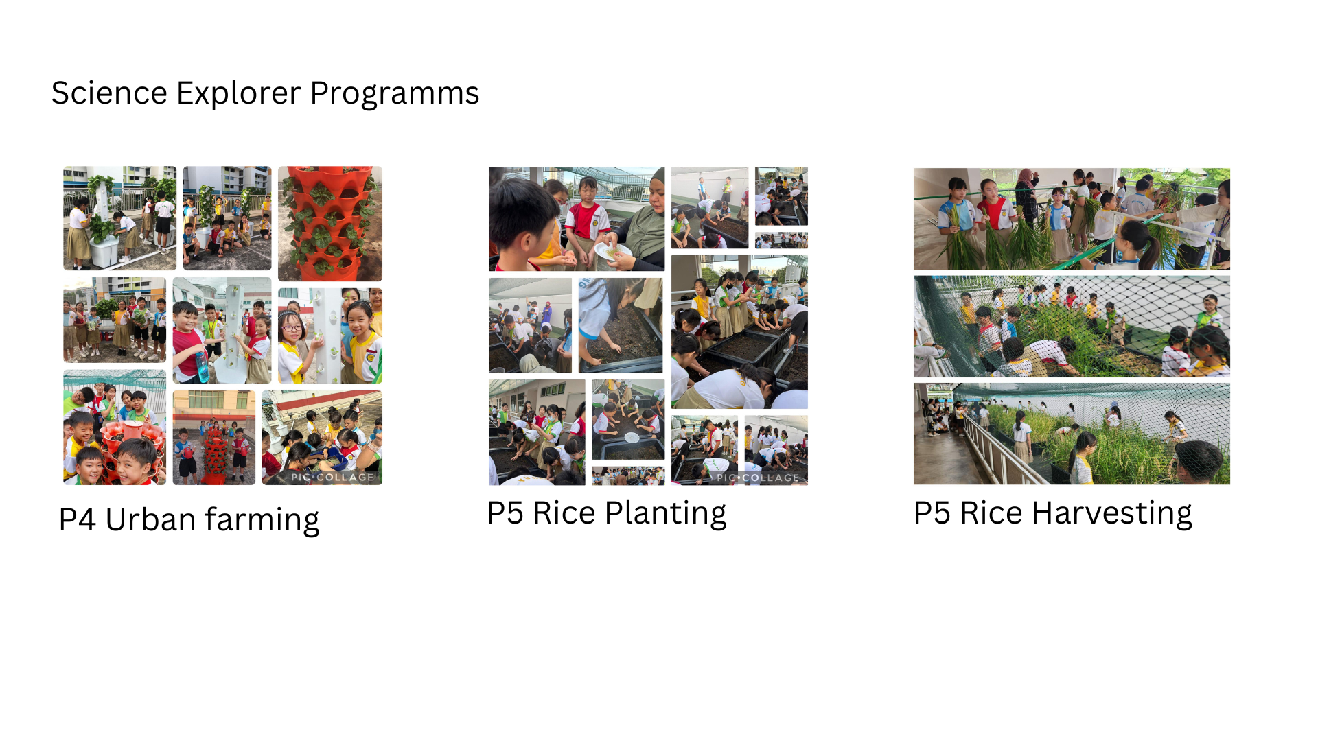 Collage of students doing P4 urban farming, P5 rice planting, and P5 rice harvesting activities outdoors.