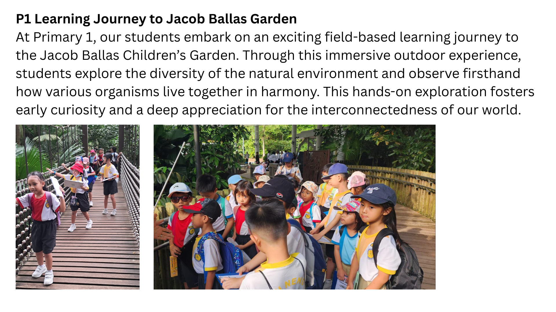Students explore a wooden boardwalk surrounded by greenery at Jacob Ballas Garden.