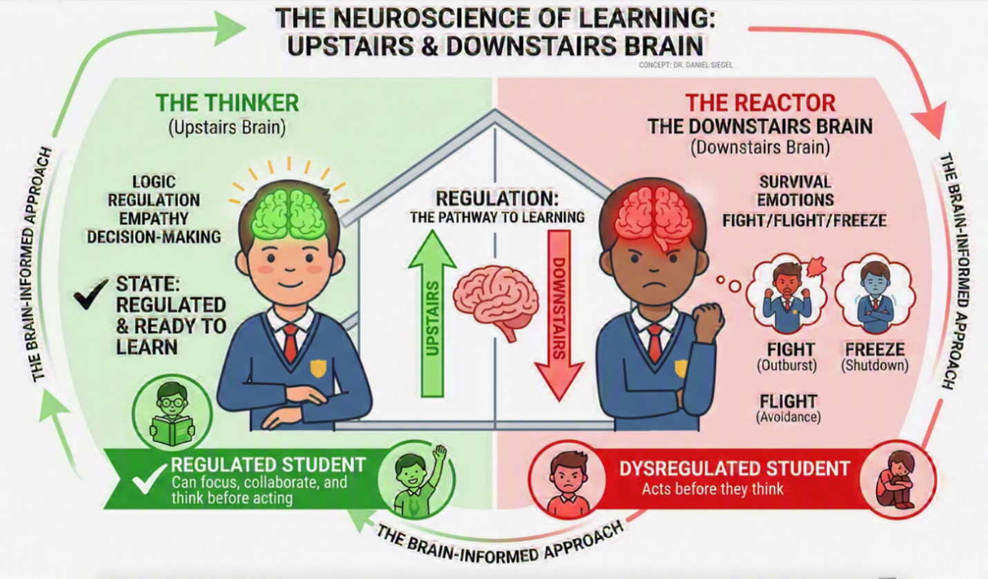 image explaining Upstairs and Downstairs Brain theory