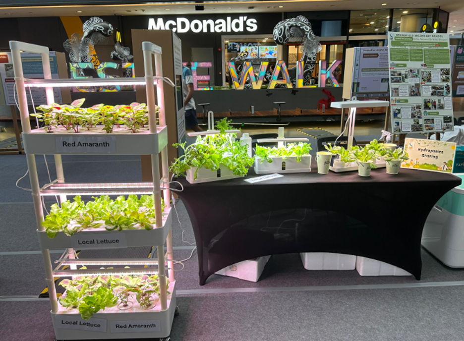 A hydroponic display with LED-lit shelves growing red amaranth and local lettuce, set up near a McDonald's storefront.