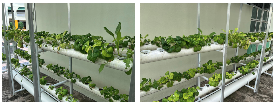 Two side-by-side photos of a tiered hydroponic system with green leafy plants growing in white PVC pipes.