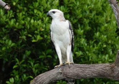 Eagle