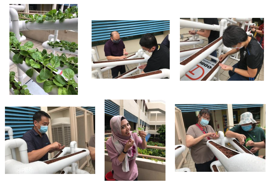 Six photos showing people wearing masks tending to a hydroponic pipe system with green leafy plants outdoors.