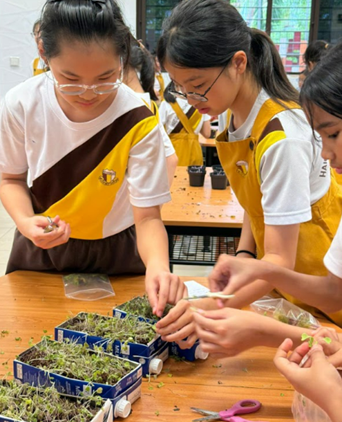 Three girls in yellow uniforms tend to small seedling trays on a wooden table in a classroom setting.