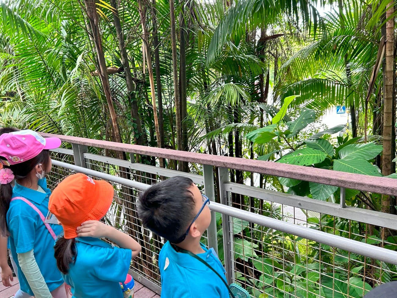 They also learnt about some of the trees they saw, such as the Nibong Palm that has black spikes on its trunk and the Tempinis tree, which gave the town its name, Tampines, due to its abundance in the area in the past.