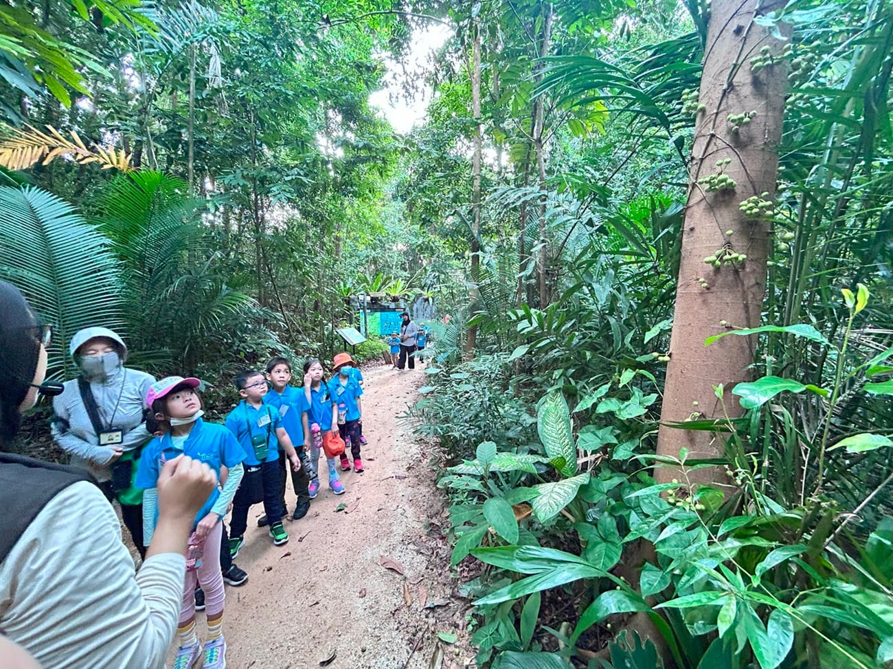 They also learnt about some of the trees they saw, such as the Nibong Palm that has black spikes on its trunk and the Tempinis tree, which gave the town its name, Tampines, due to its abundance in the area in the past.