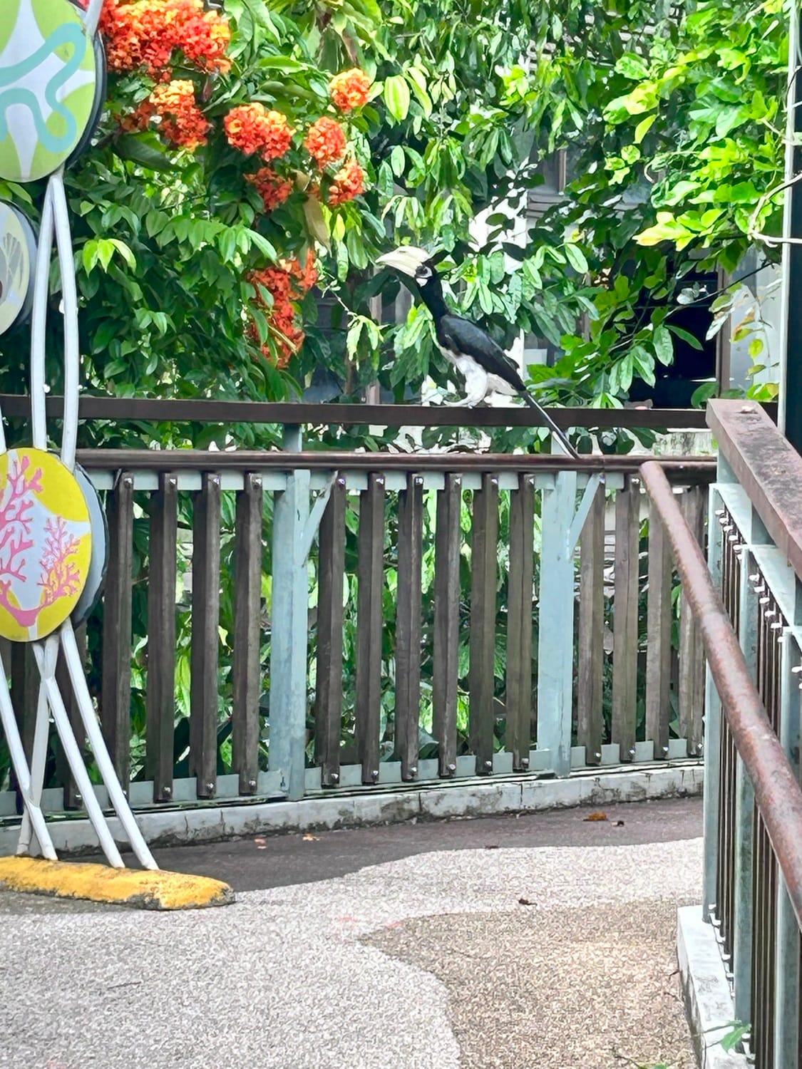 Aligned with their Hi-Light lessons on Precious Rainforests, K2 children embarked on a guided walking trail at Imbiah Trail, Sentosa, to learn and observe the diverse flora and fauna in a rainforest. During the walk, they spotted animals such as a hornbill, squirrels and various insects.