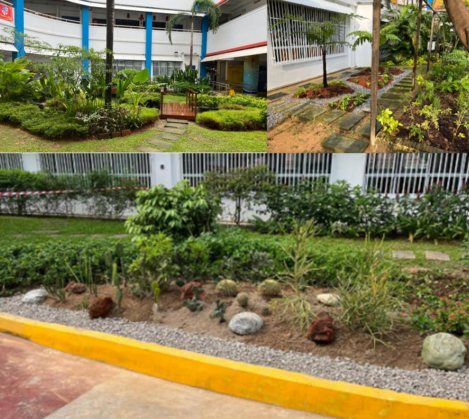 Three views of a BPS's school garden with tropical plants, stepping stone paths, rocks, and gravel beds beside white buildings.
