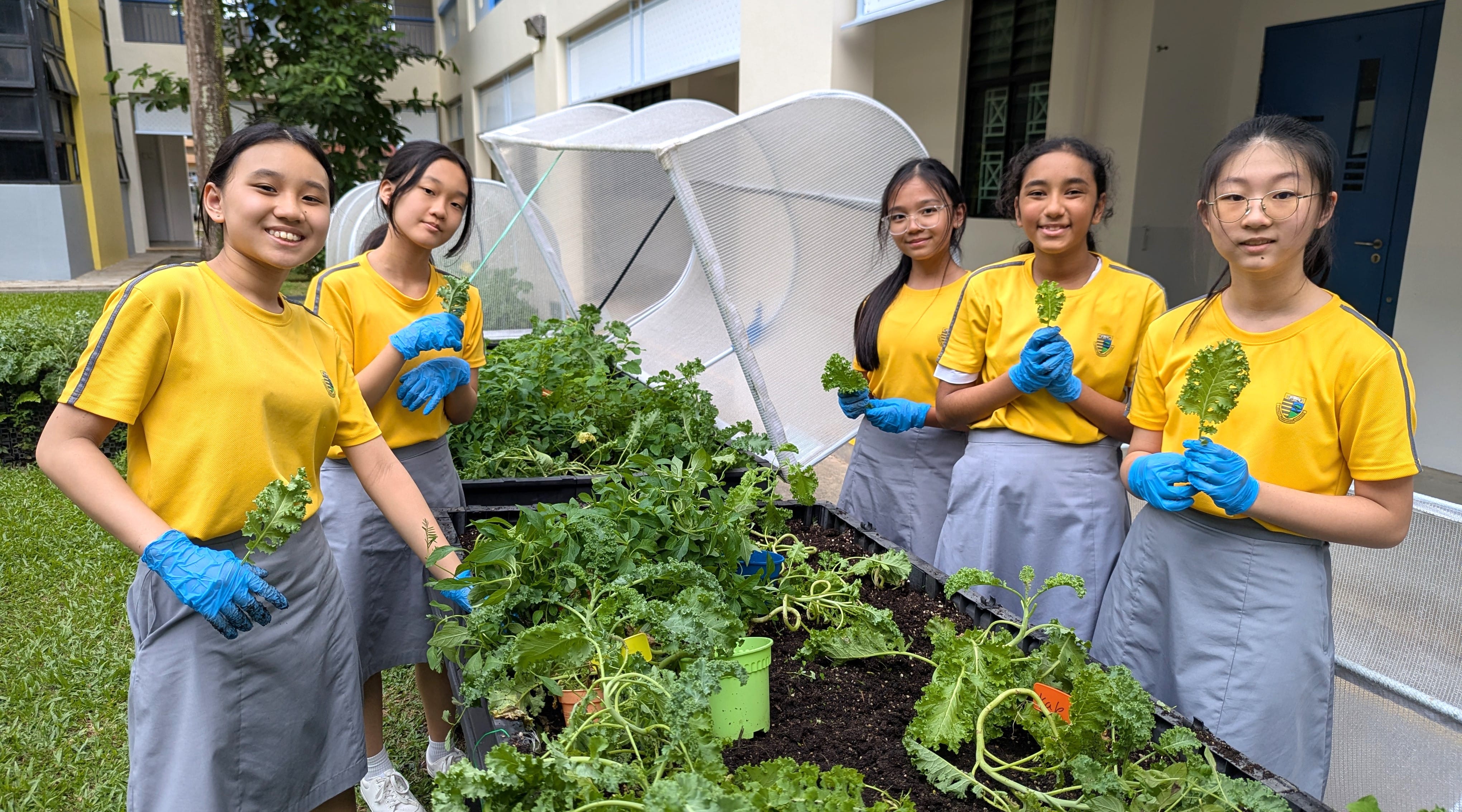 Five school girls in yellow uniforms and blue gloves hold leafy greens beside raised garden beds outdoors.