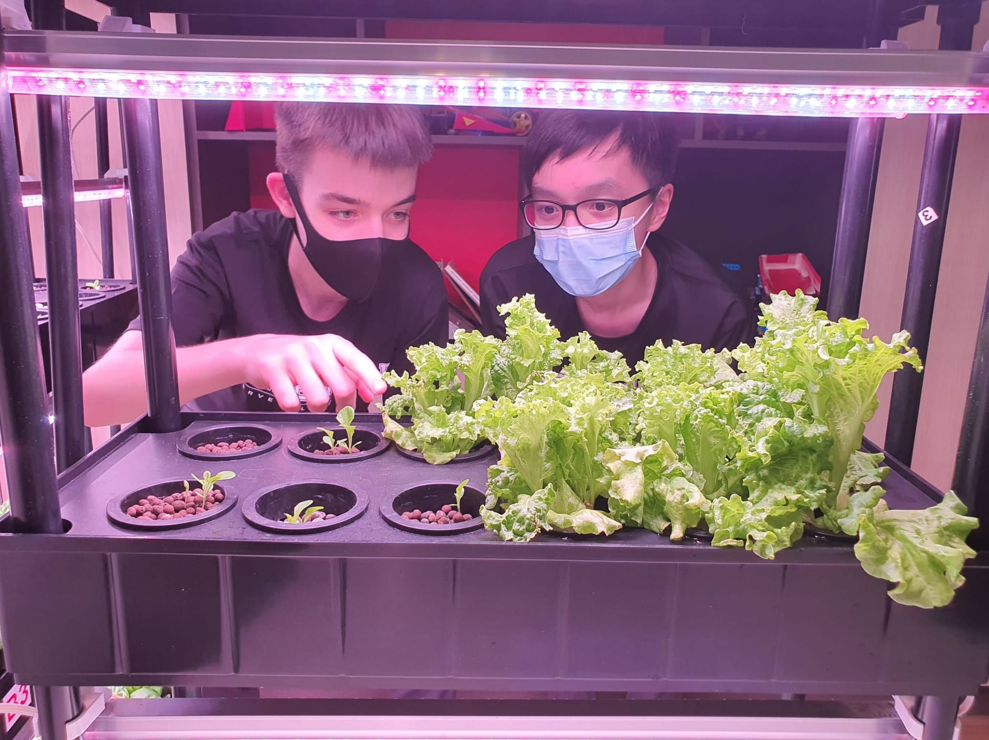 Two students examine lettuce and seedlings growing in an indoor hydroponic rack lit by pink LED lights.