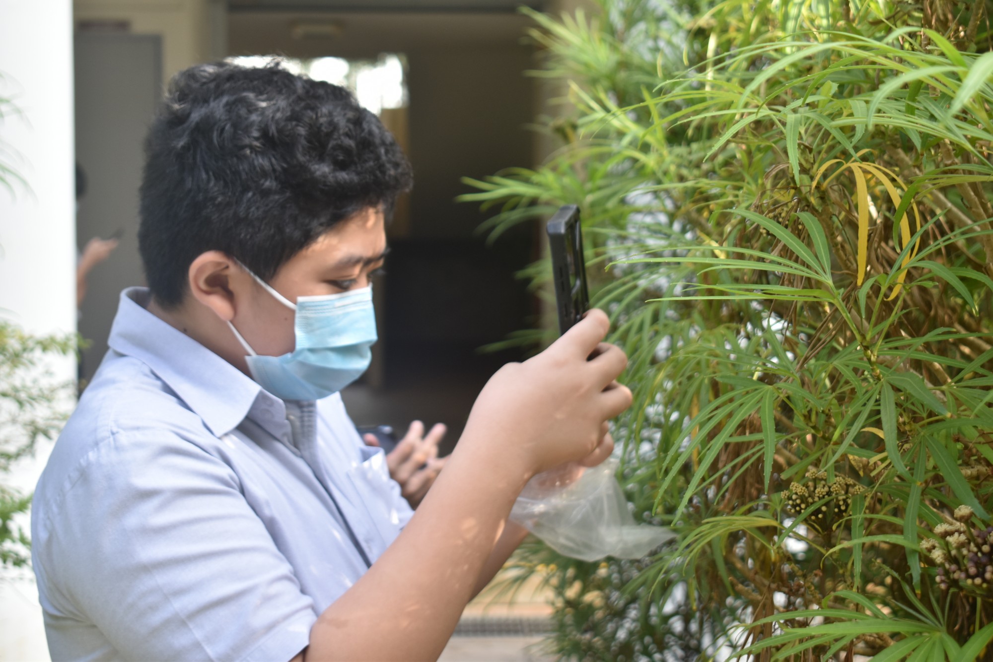 Student wearing a face mask photographing a plant with a smartphone.