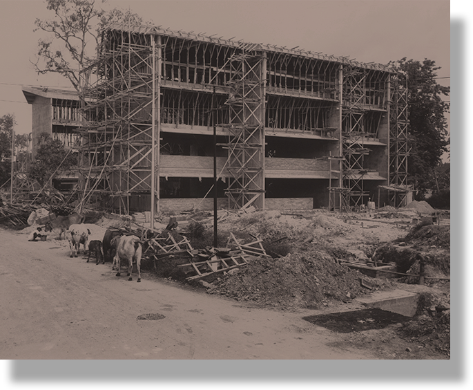 Black and white photo of a multi-story building under construction with scaffolding, and cattle walking along a dirt road in front.