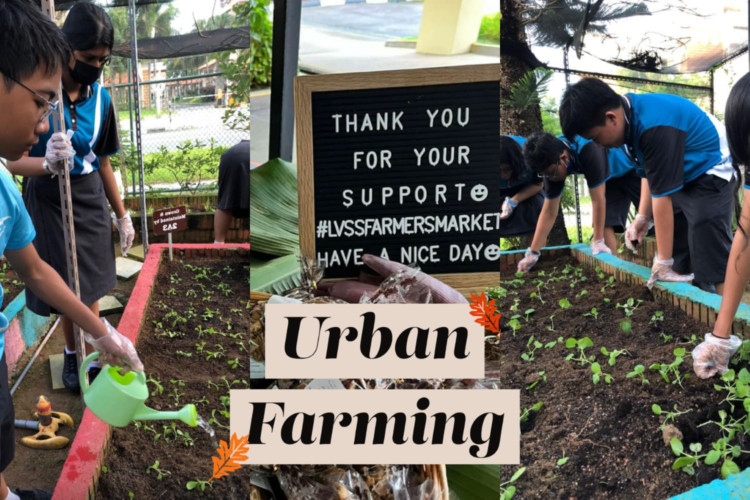 At LVSS, Urban Farming, which is part of CCE's Grow Your Character programme, fosters values like responsibility and appreciation for our natural resoures.