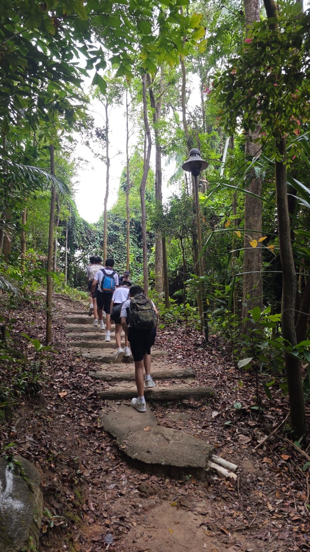 Several people with backpacks hiking up a stone-edged forest trail surrounded by tall trees and dense greenery.