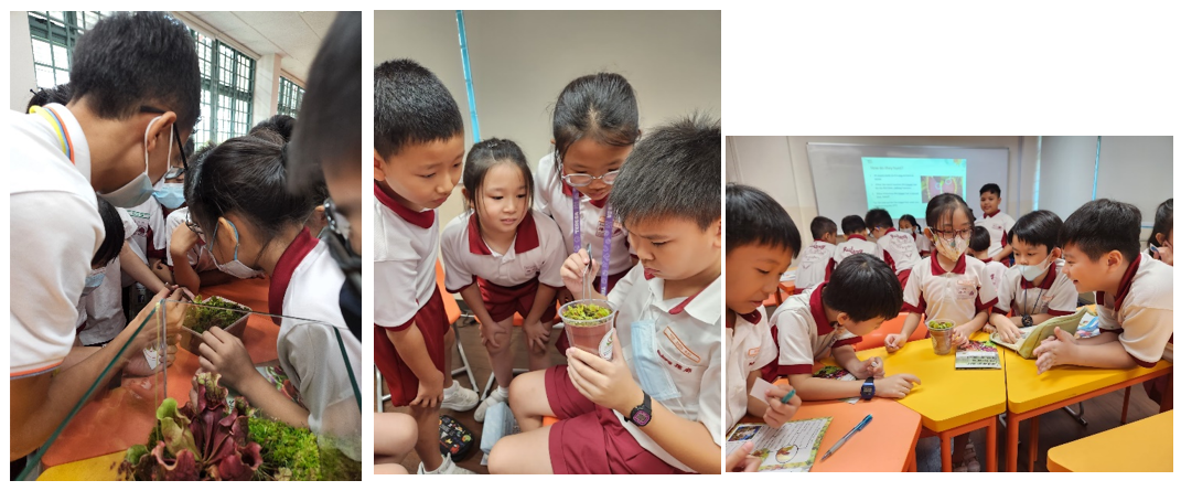 Young students in white and red uniforms examine plants and small cups during a classroom science activity.