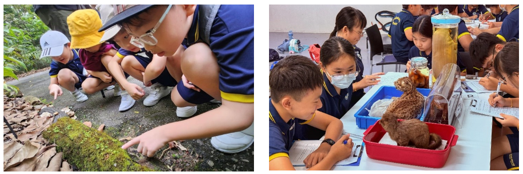 (left) Students in caps crouch on an outdoor path, closely examining moss and organisms on a fallen log during a nature study activity. (right) Students seated at an outdoor table observe and record notes on preserved animal specimens, including what appears to be a taxidermy bird and small mammal in jars and containers.