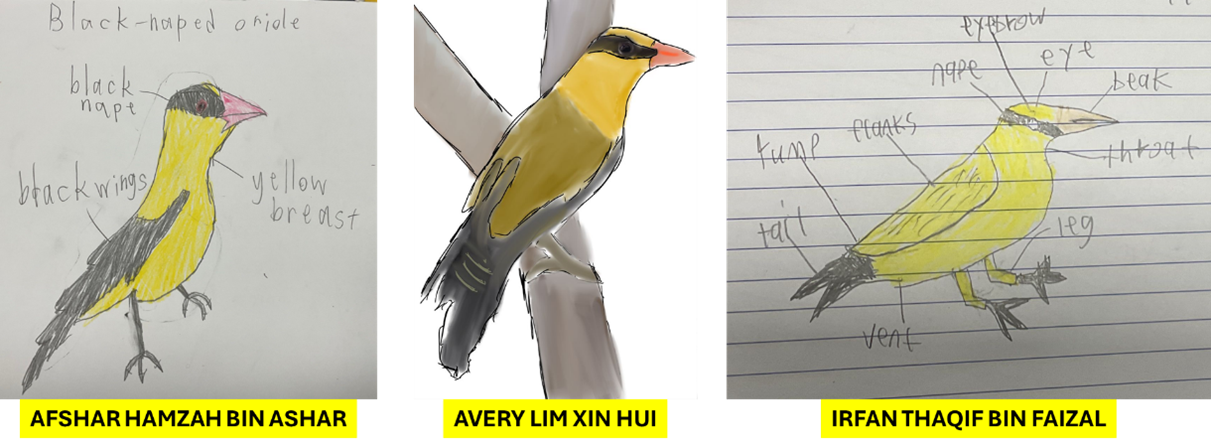 Three student illustrations of a Black-naped Oriole, each labelled with features such as black nape, wings, breast, eye and beak, by Afshar Hamzah Bin Ashar, Avery Lim Xin Hui and Irfan Thaqif Bin Faizal.