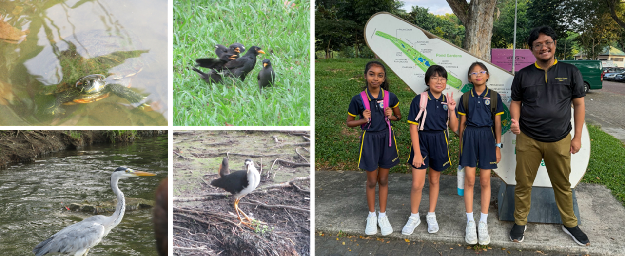 A collage of four nature photos: a turtle surfacing in water, a group of mynas in grass, a grey heron standing in a stream, and a white-breasted waterhen on the ground; alongside a group photo of three students and one adult in front of a park map signboard.