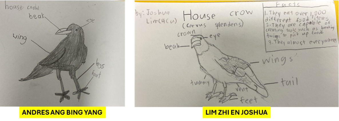 Two hand-drawn and labelled illustrations of a House Crow, one by Andres Ang Bing Yang showing body parts such as beak, wing, legs and feet, and another by Lim Zhi En Joshua with additional labels and fun facts about the species.